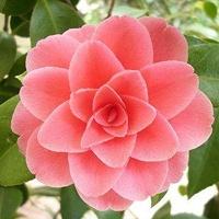 花的qq头像:7月6日国际接吻日