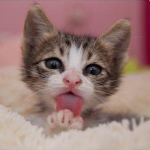 qq头像猫的:都说男人最讨厌