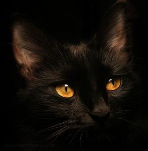 qq头像黑猫:我没有唐伯虎风流